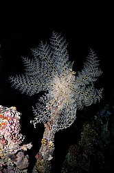 ������� ������ - ������ ������� ( Gorgonocephalus caryi ) ������ ������� . ������� ���� , ������, ������