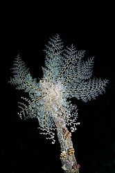 ������� ������ - ������ ������� ( Gorgonocephalus caryi ) ������ ������� . ������� ���� , ������, ������