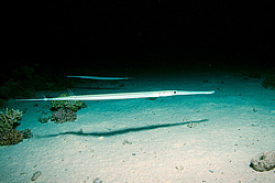 ������, ������� ����/���Trumpetfish ( Aulostomus Chinensis ) � ������ ������� . ������� ���� , ������, ������