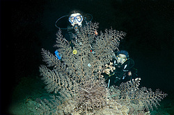 ������� ������ - ������ ������� ( Gorgonocephalus caryi ) ������ ������� . ������� ���� , ������, ������