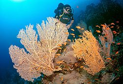  ���������� ���. ������� ����, ������, ������