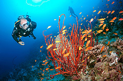 ����������� (������������) ������ (Pseudanthias squamipinnis) , ������� ���� , ������, ������