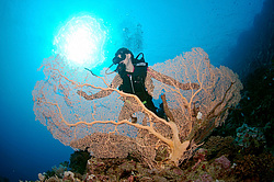  ���������� ���. ������� ����, ������, ������