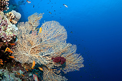  ���������� ���. ������� ����, ������, ������