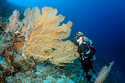  ���������� ���. ������� ����, ������, ������