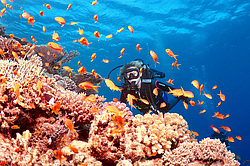 ����������� (������������) ������ (Pseudanthias squamipinnis) , ������� ���� , ������, ������