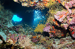 ����-��������� ( Parapriacanthus guentheri ) . ��� �������� ������������ ���� , ��������� ���������� , ����-���- ����, ������� ���� , ������, ������