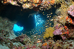 ����-��������� ( Parapriacanthus guentheri ) . ��� �������� ������������ ���� , ��������� ���������� , ����-���- ����, ������� ���� , ������, ������