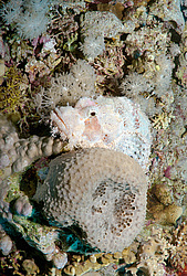 ����-�������� ( Scorpaenopsis oxycephala )  ������� ���� , ������, ������