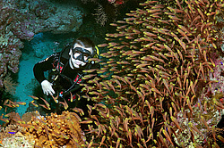 ����-��������� ( Parapriacanthus guentheri ) . ��� �������� ������������ ���� , ��������� ���������� , ����-���- ����, ������� ���� , ������, ������