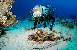 ����-�������� ( Scorpaenopsis oxycephala )  ������� ���� , ������, ������