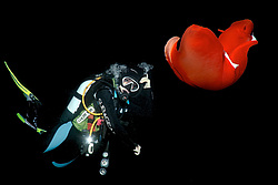 ������������ ������� ��� ������� ������� - ��������� ������ ( Hexabranchus sanguineus ) ������ �������. ������� ���� , ������, ������