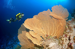  ���������� ���. ������� ����, ������, ������