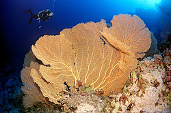  ���������� ���. ������� ����, ������, ������