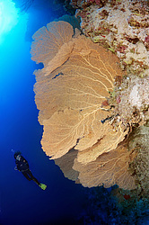  ���������� ���. ������� ����, ������, ������