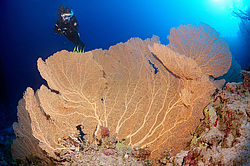  ���������� ���. ������� ����, ������, ������