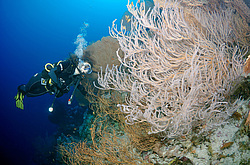  ���������� ���. ������� ����, ������, ������