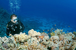 ������, ������� ����/��������� ������� �� ���������� ��� . ������� ���� , ������, ������