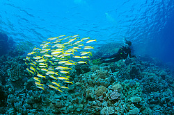 ������, ������� ����/��������� � ���������� goatfish ( Mulloidichthys vanicolensis ) , ������� ����, ������ , ������