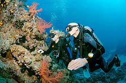 ������, ������� ����/��������� ������� �� ���������� ��� . ������� ���� , ������, ������