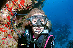 ���� ���������� ( Aspidontus taeniatus ) ������� ���� , ������, ������