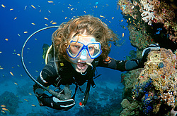 ���� ���������� ( Aspidontus taeniatus ) ������� ���� , ������, ������