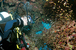 ������, ������� ����/��������� � ������ ���� Glassfish ( Parapriacanthus guentheri ) . ��� �������� ������������ ���� , ��������� ���������� , ����-���- ����, ������� ���� , ������, ������