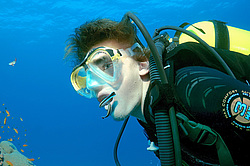 ���� ���������� ( Aspidontus taeniatus ) ������� ���� , ������, ������