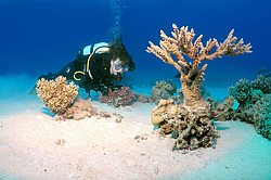  ���������� ���. ������� ����, ������, ������