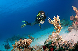  ���������� ���. ������� ����, ������, ������