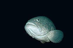 �������, ������� ����� (Epinephelus malabaricus)