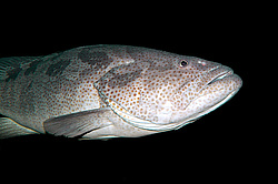 �������, ������� ����� (Epinephelus malabaricus)
