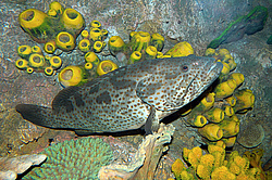 �������, ������� ����� (Epinephelus malabaricus)