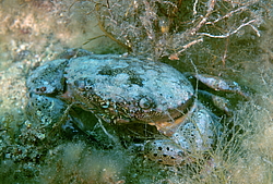 �������� ����, ��� ���� ������ (Eriphia verrucosa)