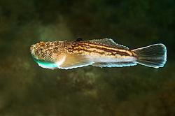 ��������� ��� ������� ������ (Uranoscopus scaber)