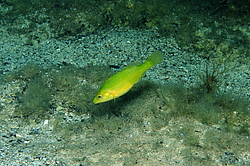 ���������, ����� ������(Symphodus cinereus) 