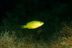 ���������, ����� ������(Symphodus cinereus) 