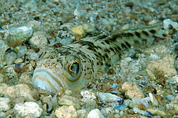 ������� ���������, ������� ������� ������, ��� ������� ������� ��������, ��� ������ (Trachinus draco)