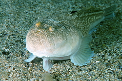 ��������� ��� ������� ������ (Uranoscopus scaber)