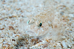 ����� �����, ��� ������ ����� (Gobius niger)