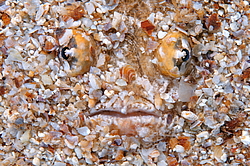 ��������� ��� ������� ������ (Uranoscopus scaber)