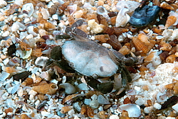 ���� ������ ������� (Xantho poressa)