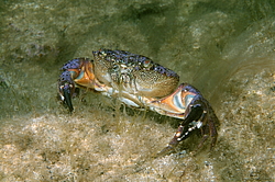 �������� ����, ��� ���� ������ (Eriphia verrucosa)