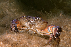 �������� ����, ��� ���� ������ (Eriphia verrucosa)