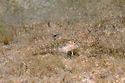 ���������������� ������� �������, ������� ������� ������ (Blennius tentacularis, Parablennius tentacularis)