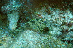 ������������ ������� ������, ��� ������� ������� ������� (Parablennius sanguinolentus) 