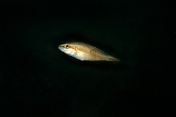 ��������� ��������� ����� (Symphodus ocellatus)