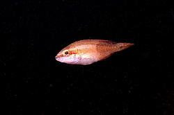 ��������� ��������� ����� (Symphodus ocellatus)