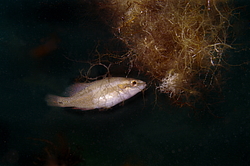 ��������� ��������� ����� (Symphodus ocellatus)
