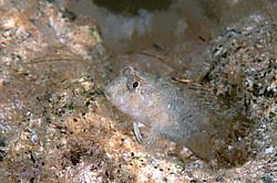 ���������������� ������� �������, ������� ������� ������ (Blennius tentacularis, Parablennius tentacularis)